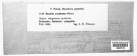 Puccinia recondita image